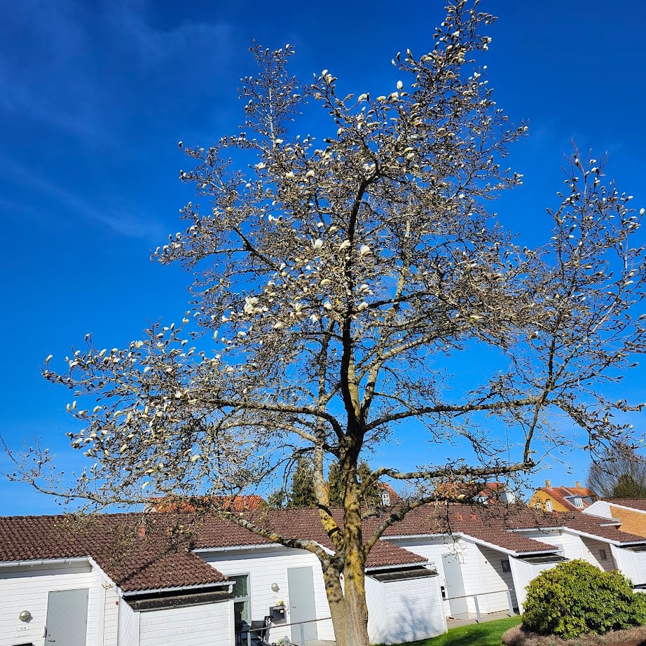 Magnolien på spring Magnolien på spring