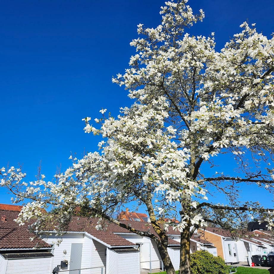 Så er magnolien der - synet af forår Så er magnolien der - synet af forår